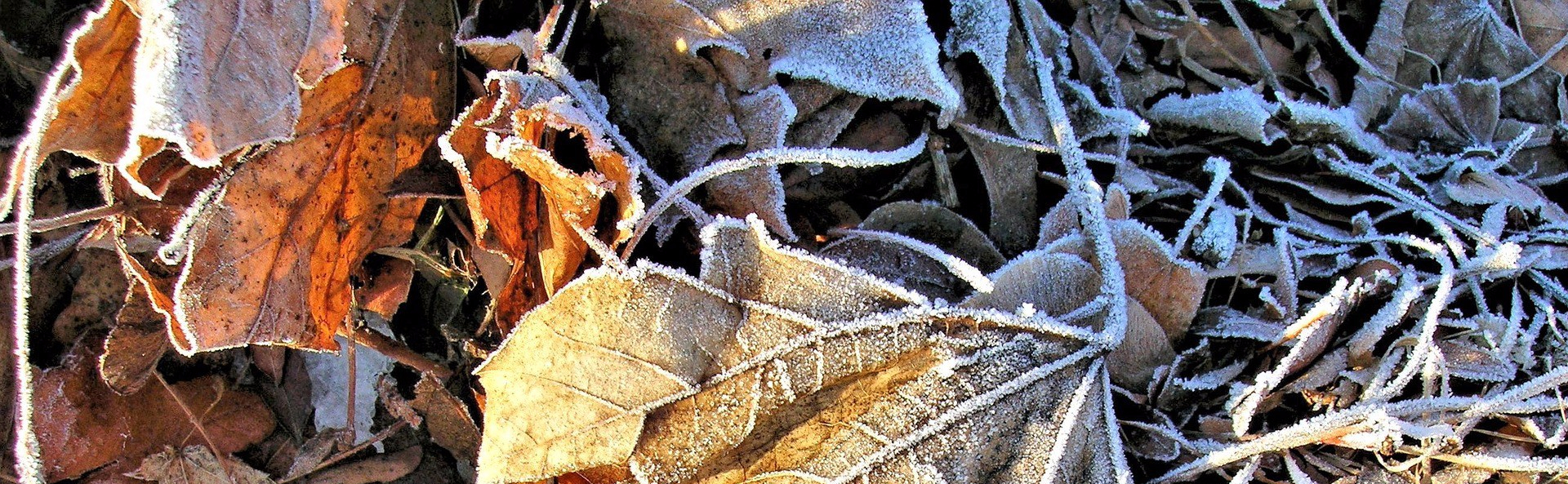 Autumn leaves scattered on the ground on a chilly morning